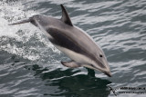 Dusky Dolphin _a7097.jpg