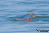 Australian Snub-fin Dolphin a0900.jpg