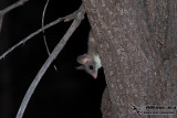 Red-tailed Phascogale 0480.jpg