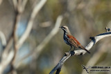 Copper-backed Quail-thrush 3817.jpg