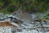 Bush Rat 3829.jpg