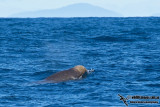 Shepherds Beaked Whale 8138L.jpg