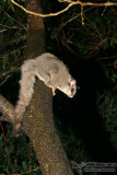 Sugar Glider 6038.jpg