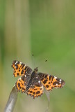 vlinders