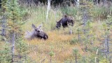 Moose and Calf