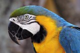 Macaw