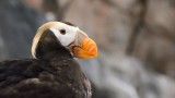 Tufted Puffin