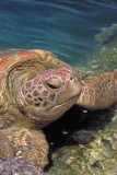 Green Sea Turtle