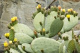 Flowering Cactus