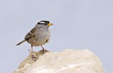 White Crowned Sparrow