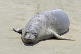 Elephant Seal