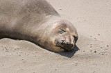 Molting Elephant Seal