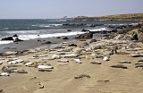 Piedras Blancas Elephant Seal Rookery