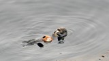 Sea Otter Munching