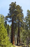 Clothespin  Giant Sequoia