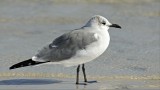 Franklins Gull