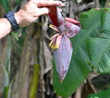 Saladero, Banana male flowers.jpg