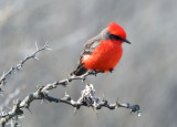 Vermillion flycatcher1.jpg