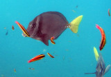 CostaRicaUW-28R Surgeonfish.jpg