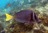 Costa Rica November 2015. Underwater camera.