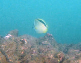 CostaRicaUW-7R Barberfish.jpg