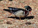 Wood duck.jpg