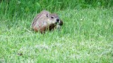 Quebec, Val Jalbert, une marmotte