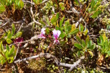 29.CAPE PENINSULA- the FYNBOS.jpg