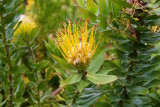 43.KIRSTENBOSCH BOTANICAL GARDENS-CTOWN.jpg