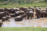 77.ADDO ELEPHANT NAT PARK.jpg