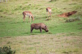 84.SCHOTIA SAFARIS PRIVATE RESERVE-EASTERN CAPE- Warthog.jpg