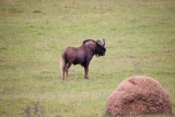 90.SCHOTIA SAFARIS PRIVATE RESERVE-EASTERN CAPE-Gnu.jpg