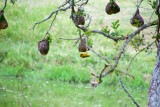 98.SCHOTIA SAFARIS PRIVATE RESERVE-EASTERN CAPE- Weaver bird at his nest.jpg