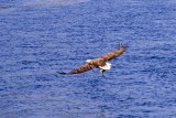 Sea eagles and the Trollfjord