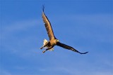 Sea eagles and the Trollfjord