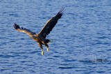 Sea eagles and the Trollfjord
