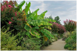Une promenade fleurie de Lagerstroemia ou lilas dt, de bananiers...