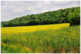Paysage  de lAube