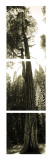 SequoiaTree8