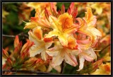 Rhododendron blooms.