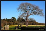 Old Oak, Old Cross...