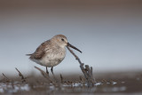 Western Sandpiper