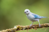 Blue-gray Tanager