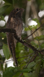 Long-tailed Potoo