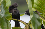 Smooth-billed Ani