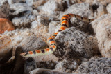 Colorado Desert Shovel-nosed Snake