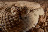 Colorado Desert Sidewinder