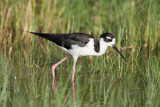 Black-necked Stilt