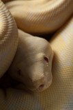 Snow Boa constrictor (Albino Anery) 