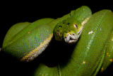 Morelia viridis